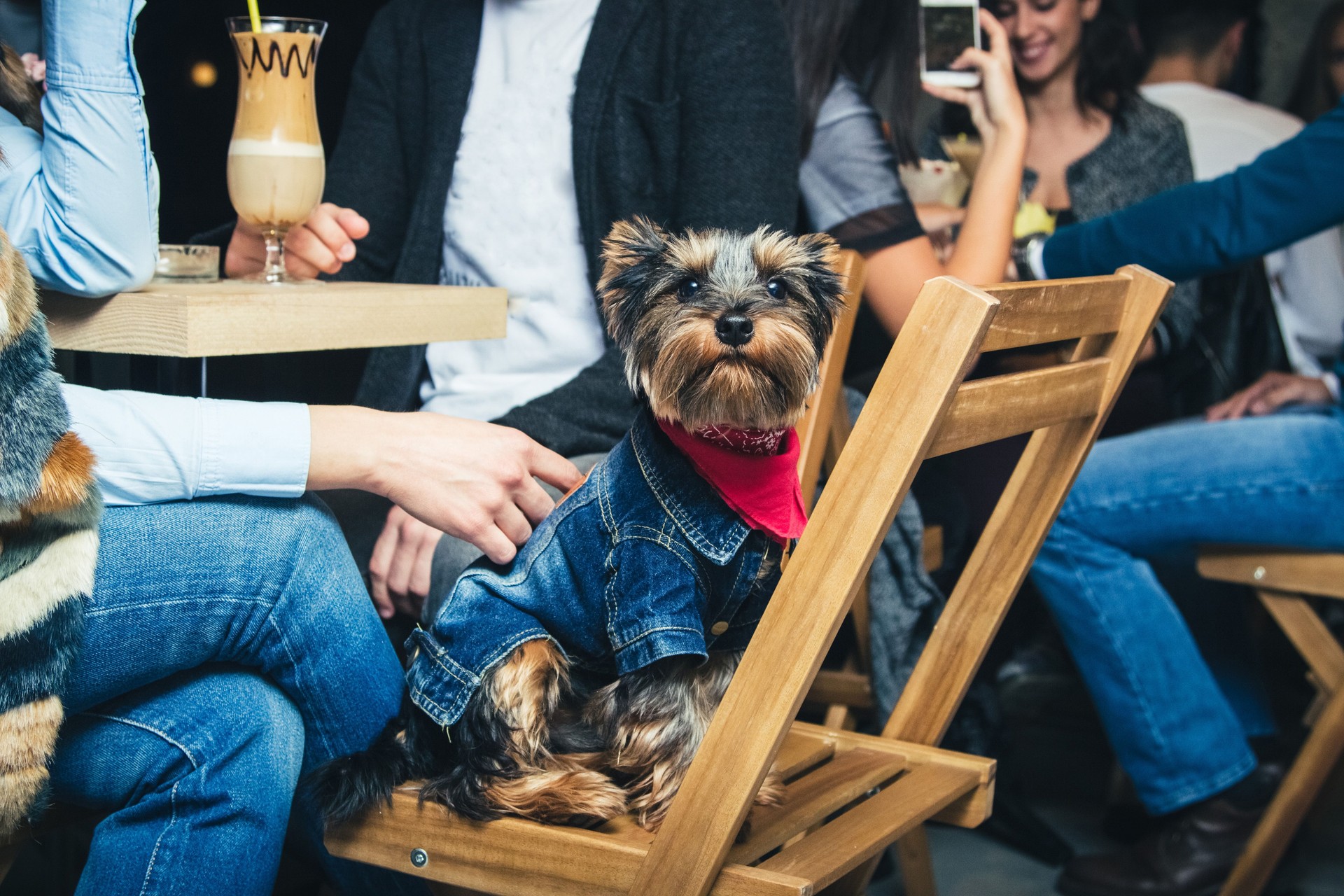 Cute Yorkshire terrier in pet friendly cafe on the chair.