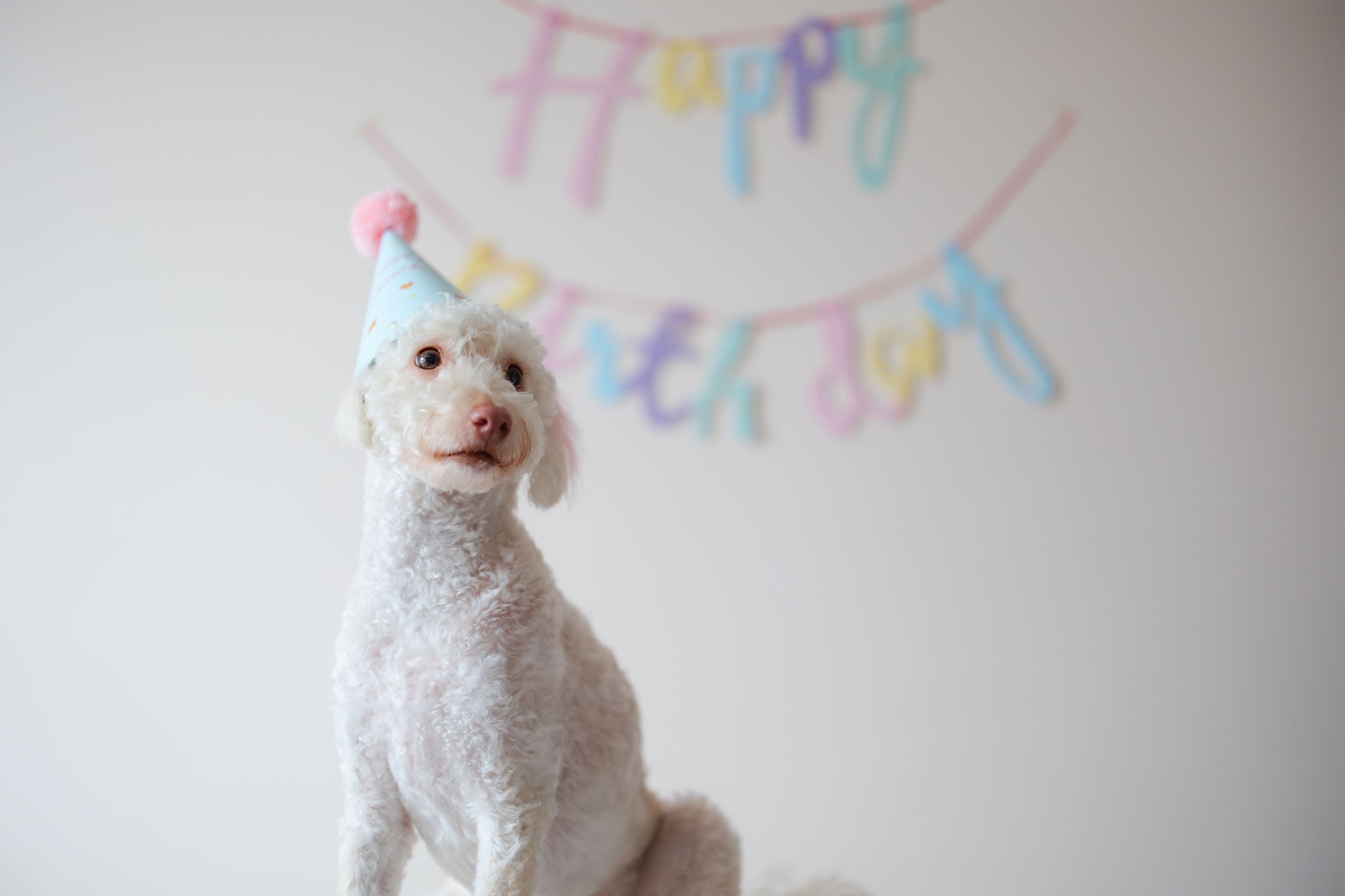 Cute small funny dog with a birthday cake and a party hat celebrating birthday