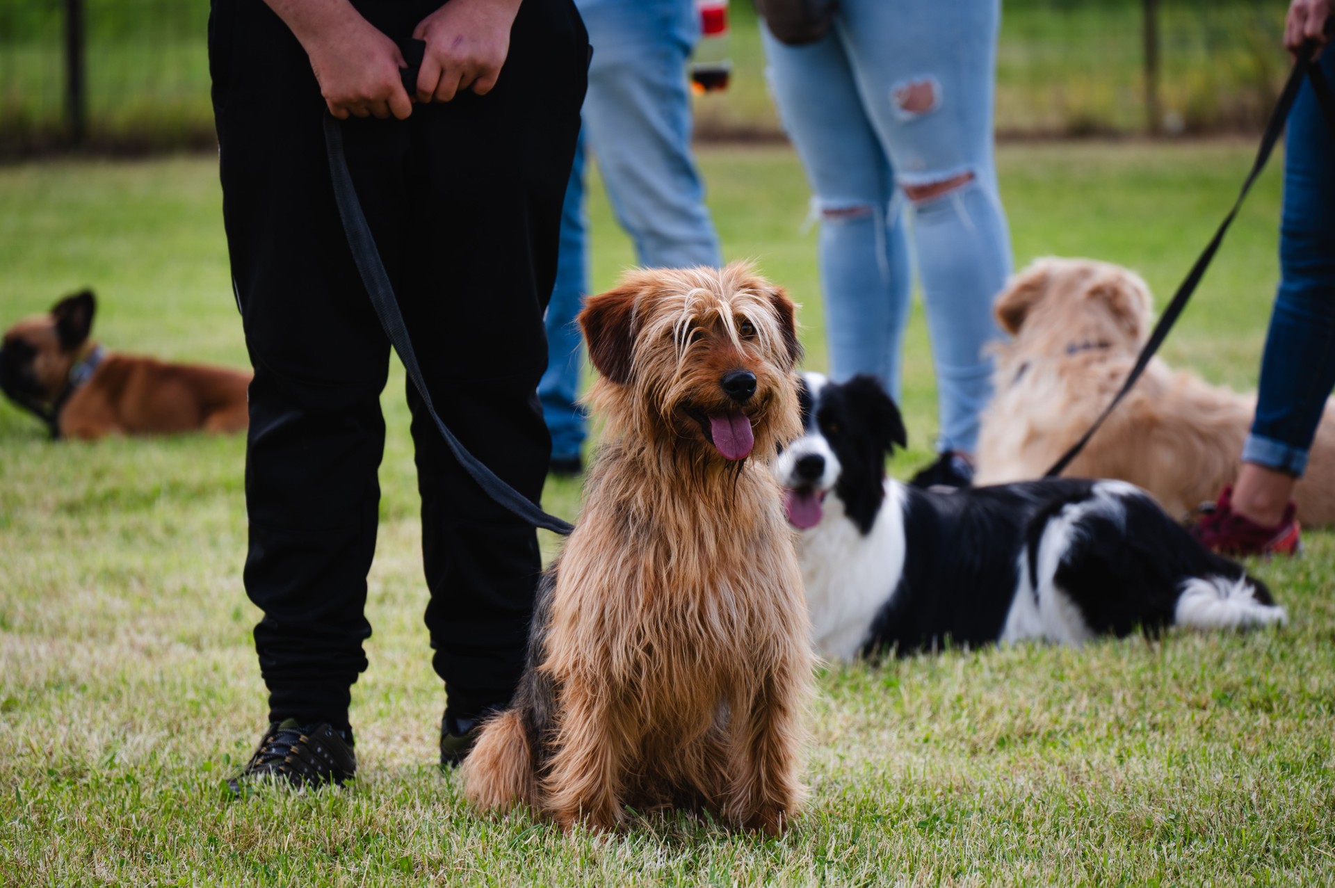 scruffy dog sitting in park with other dogs